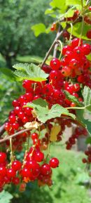 rote Johannisbeeren