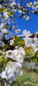 Kirschblüte