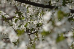 Kirschblüte