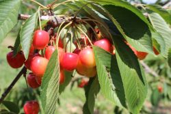 Kirschen gelb-rot